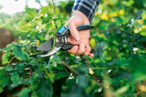 ENERGO Ergonomikus Egykezes Metszőolló Friss Hajtásokhoz